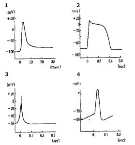 生理学 国家試験過去問 | Electronic Wizard